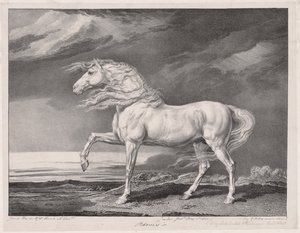 Fjorton berömda hästar: Adonis, 1824. av James Ward
