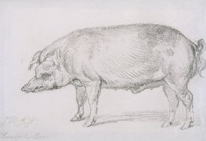 Hereford Boar, c.1803-04 (penna på papper) av James Ward