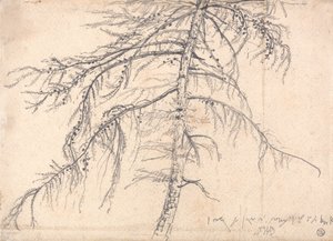 Lärkträd av James Ward