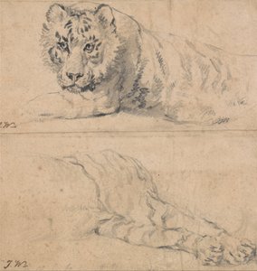 Studier av en tiger; ovan, huvud och axlar; nedan, bakdel av James Ward
