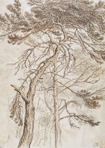 Trädstudie (penna, bläck och blyertspenna på papper) av James Ward