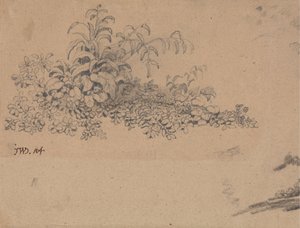 Studie av undervegetation av James Ward