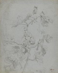 Studie av en klätterväxt (Pumpkin Family) (penna förhöjd med vitt på blått papper) av James Ward