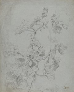 Studie av en klätterväxt (Pumpkin Family) av James Ward