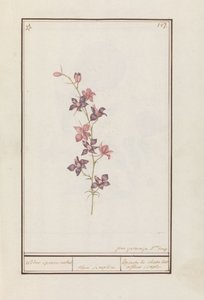 Larkspur (Consolida) riddarsporre ankel. / blomma enkel. / Esperon de chevalier afluer enkel. (titel på objekt)
