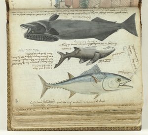En tonfisk, en haj och en remora av Jan Brandes