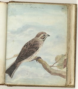 holländsk fågel