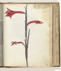 Cape blomma av Jan Brandes