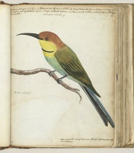 Liten fågel på gren av Jan Brandes