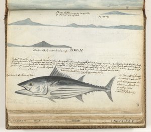 Kustprofiler av Kanarieöarna. Fisk. av Jan Brandes