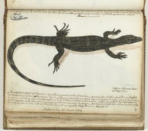 Minjawa eller leguan av Jan Brandes