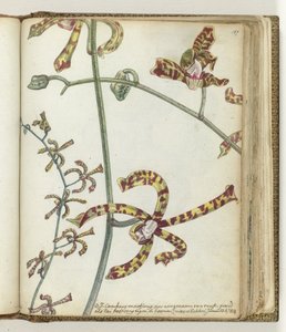 Indisk blomma 