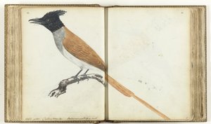 Paradise flugsnappare av Jan Brandes