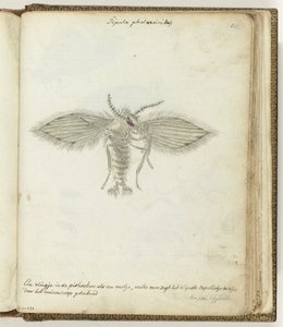 Flyga av Jan Brandes
