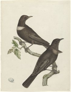 Två ringtrastar (Purdus torquatus) med ett ägg av Jan Christiaan Sepp (possibly)
