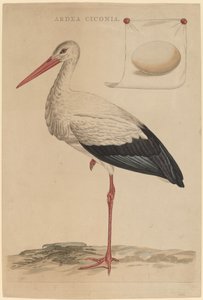 Den vita storken av Jan Christiaan Sepp