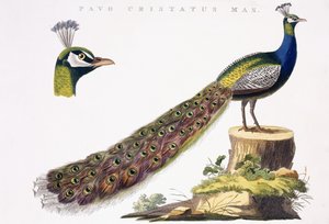 Påfågel, ca 1809-1829