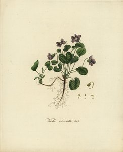 Söt viol eller engelsk viol, Viola odorata