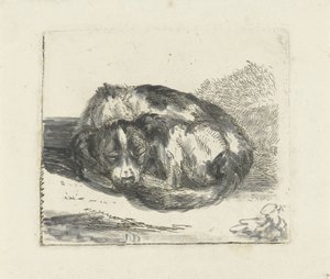 sovande hund