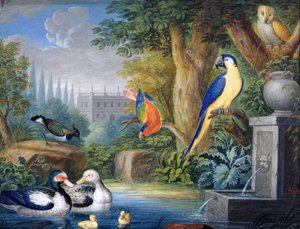 Exotiska fåglar i en prydnadsträdgård, ca 1650 (gouache på papper)