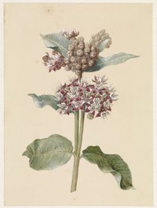Blommande Asclepias-arter av Jan Jacob Goteling Vinnis