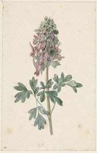 Blommande Corydalis bulbosa av Jan Jacob Goteling Vinnis