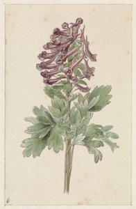 Blommande Corydalis bulbosa av Jan Jacob Goteling Vinnis