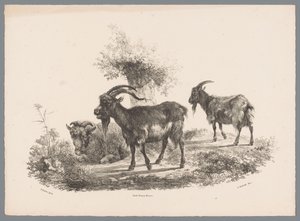 Två getter och ett får vid ett träd Beesten Studien av J. Kobell efter Paul Potter Nr. 1 (serietitel) av Jan Kobell (III)