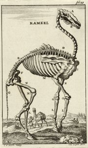 Skelett av en kamel, ca. 1680-talet