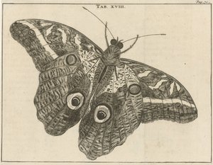 Surinams jättefjäril XVIII av Jan Luyken