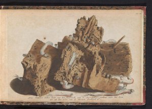 Delar av pålarbeten angripna av skeppsmask, 1731 Tre stycken ekträ från Paalwerk aan de Zee-Dyken, ritade efter livet som det genomborrades av Wurmen (titel på objektet) av Jan Ruyter