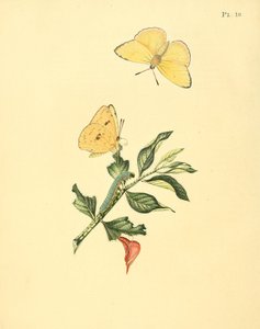 Phoebus senna (som syn. Papilio hyperici) av Jan Sepp