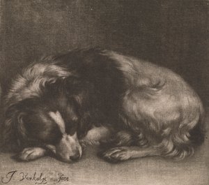 En sovande hund