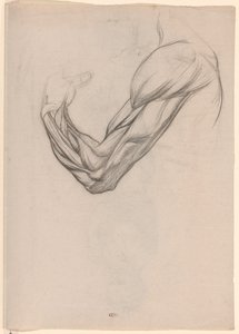 Anatomisk studie av musklerna i en höger arm av Jan Veth