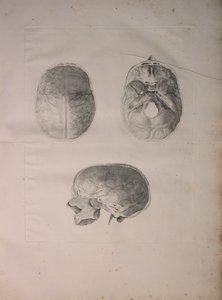 Albinus II, Pl. III, Kranialben, illustration från 