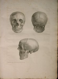 Albinus II, Pl. I, illustration från 