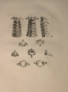 Albinus II, Pl. X: Nackkota, illustration från 