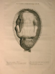 Albinus, Uterus, Pl. III, illustration från 