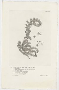 Anthospermum aethiopicum Anthospermum hane. Trädgård. Klippa. 455 sp. 1 (titel på objekt) av Jan Wandelaar