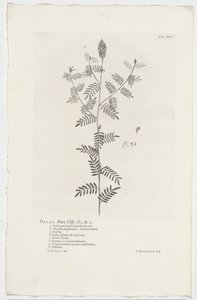 Dalea alopecuroides Dalea. Hort. Klippa. 363. sp. 1 (titel på objekt) av Jan Wandelaar