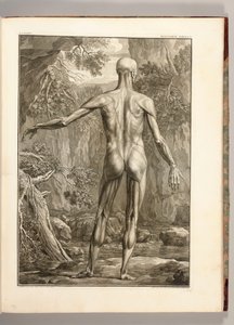 Gravyr föreställande ryggens muskelgrupper, 1747