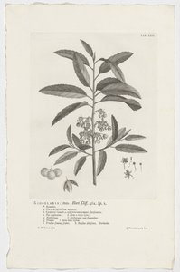 Kiggelaria africana Kiggelaria: mas. Hort. Klippa. 462. sp. 1 (titel på objekt) av Jan Wandelaar
