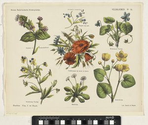 Wildflowers (titel på objekt) Nya holländska barntryck (serietitel på objekt) Funkes tryck (serietitel på objekt)