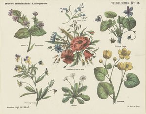 Wildflowers (titel på objekt) Nya holländska barntryck (serietitel på objekt)
