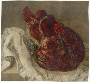Avtryck av hjärnan och hjärtat Anatomisk studie av ett mänskligt hjärta av Jan l