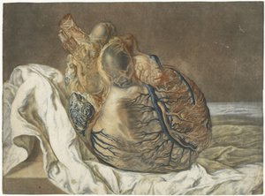 Avtryck av hjärnan och hjärtat Anatomisk studie av ett mänskligt hjärta av Jan l