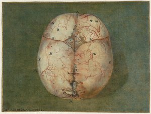 Avtryck av hjärnan och hjärtat Anatomisk studie av skallen på en omogen baby av Jan l