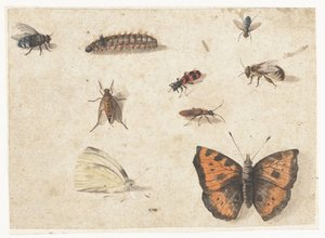 Ark med studier av nio insekter av Jan van Kessel (I)