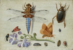 En tupp, skalbagge, skogslöss och andra insekter, med en kvist av auricula, tidigt 1650-tal