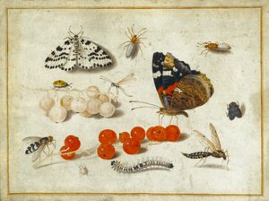 Fjäril, larv, mal, insekter och vinbär, ca 1650-65 (gouache och bläck på veläng) av Jan van Kessel the Elder